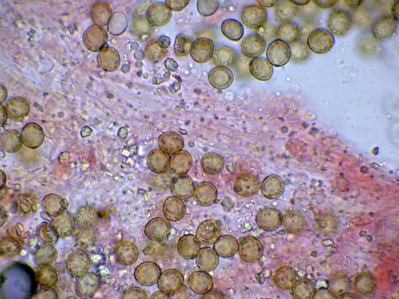 Chromocyphella muscicola 10 - Hifas subhimeniales-002